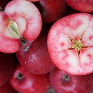 СаджанецьЯблуня сорту Руж Розе в контейнері